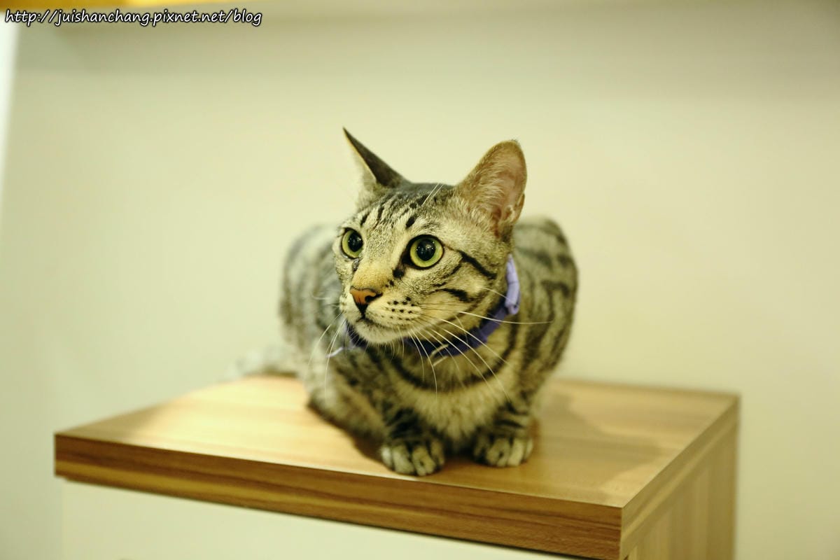 【食║桃園】南美村ㄚ狗ㄚ喵〜寵物友善餐廳。與毛小孩一起品嘗美食(已歇業)