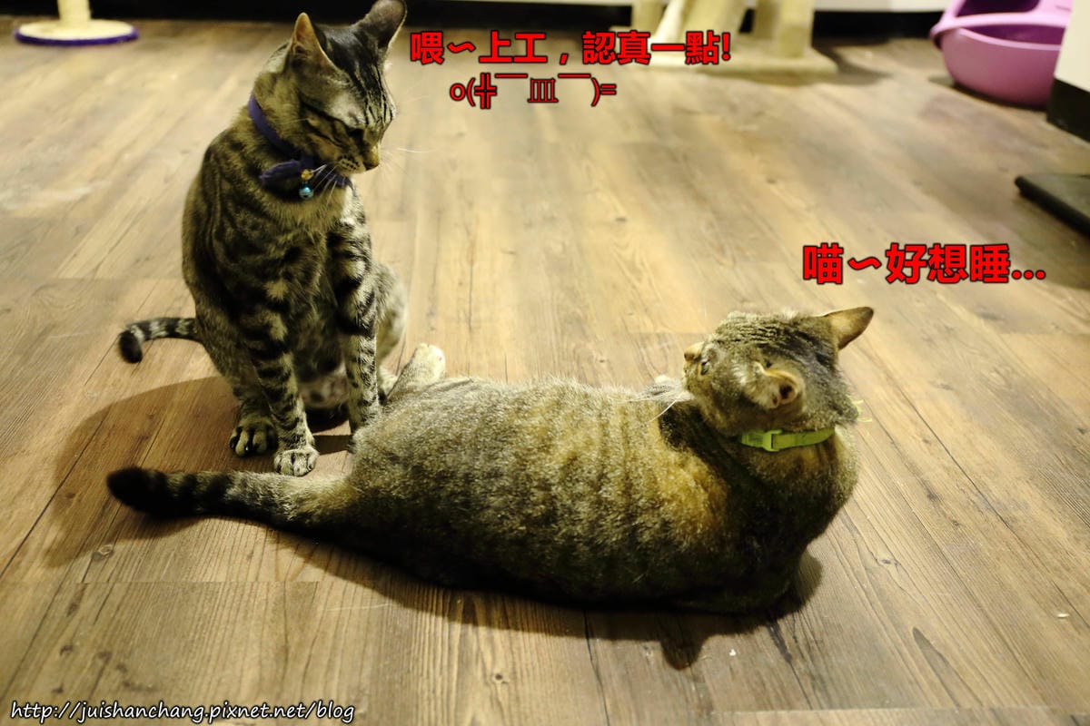 【食║桃園】南美村ㄚ狗ㄚ喵〜寵物友善餐廳。與毛小孩一起品嘗美食(已歇業)