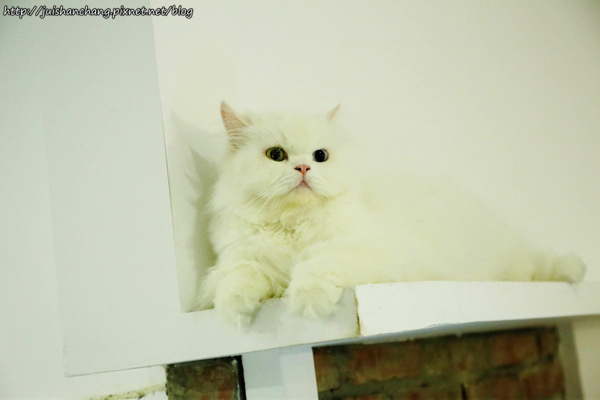 【食║桃園】南美村ㄚ狗ㄚ喵〜寵物友善餐廳。與毛小孩一起品嘗美食(已歇業)