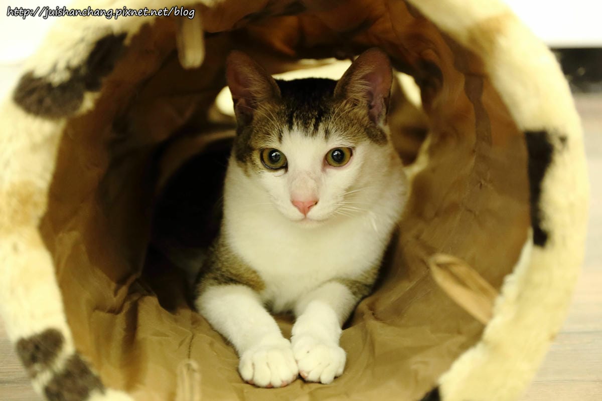 【食║桃園】南美村ㄚ狗ㄚ喵〜寵物友善餐廳。與毛小孩一起品嘗美食(已歇業)