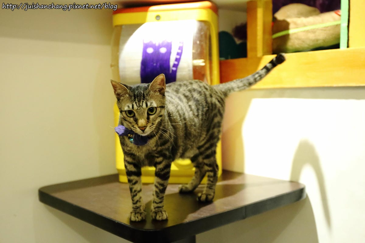 【食║桃園】南美村ㄚ狗ㄚ喵〜寵物友善餐廳。與毛小孩一起品嘗美食(已歇業)