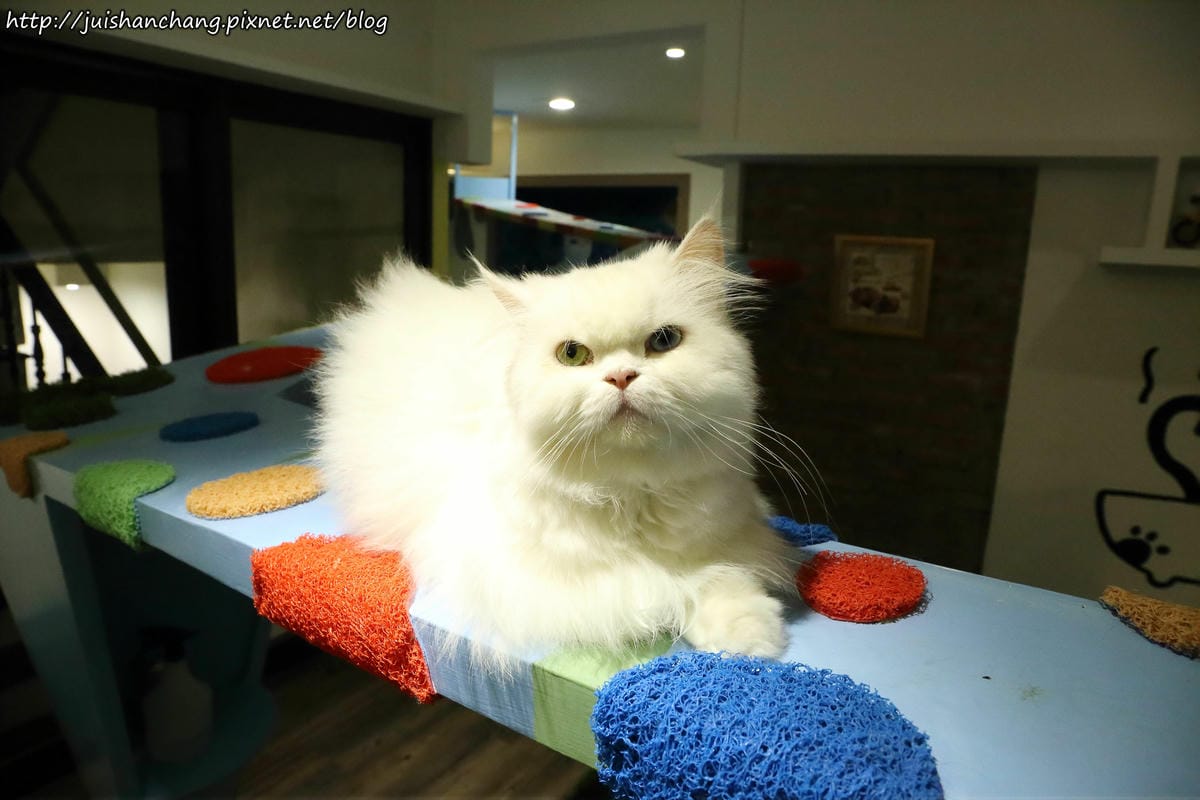 【食║桃園】南美村ㄚ狗ㄚ喵〜寵物友善餐廳。與毛小孩一起品嘗美食(已歇業)