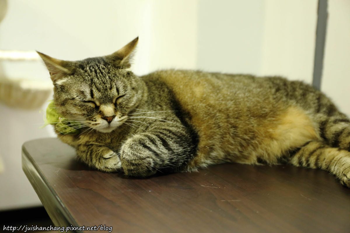 【食║桃園】南美村ㄚ狗ㄚ喵〜寵物友善餐廳。與毛小孩一起品嘗美食(已歇業)