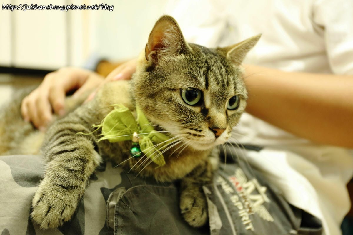 【食║桃園】南美村ㄚ狗ㄚ喵〜寵物友善餐廳。與毛小孩一起品嘗美食(已歇業)