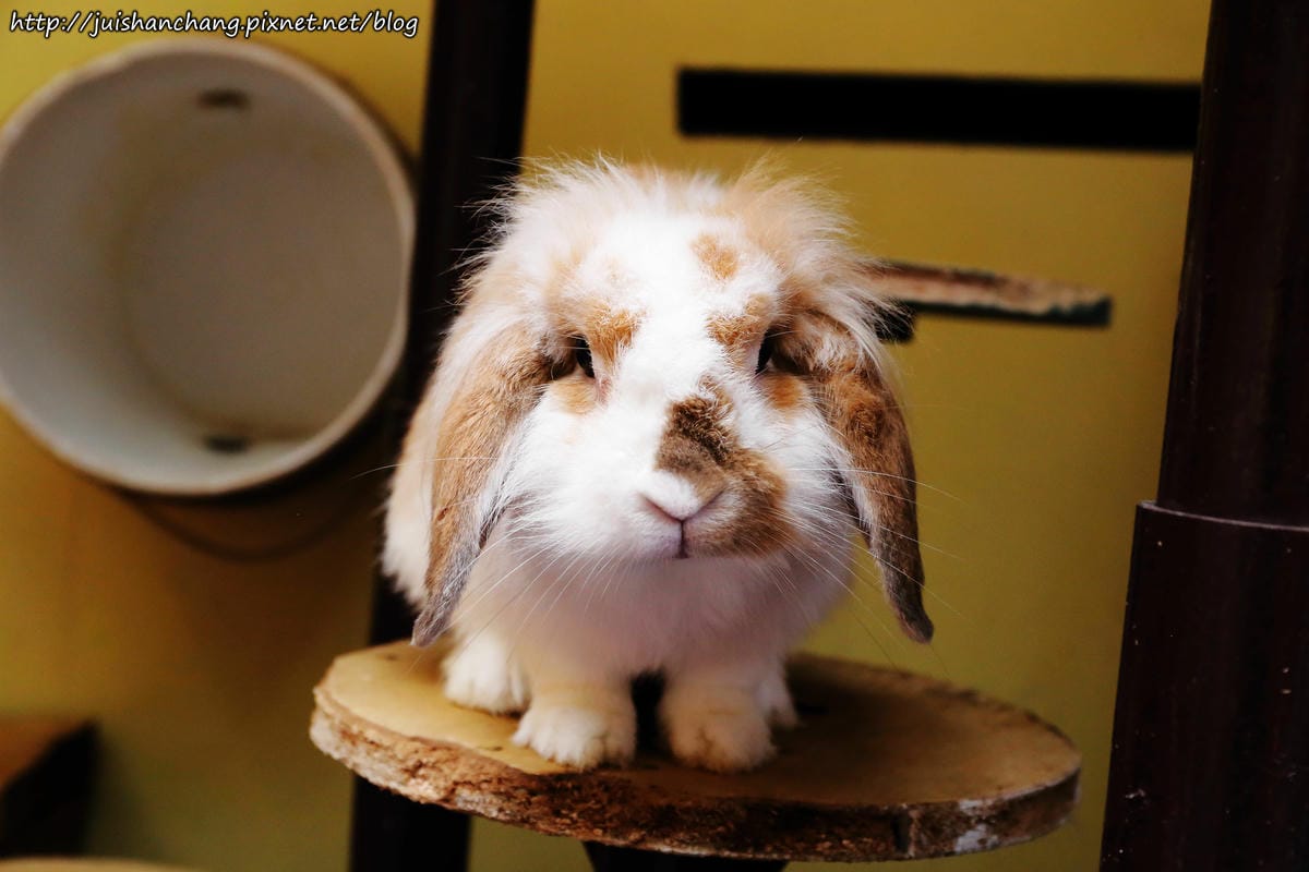 【食║桃園】南美村ㄚ狗ㄚ喵〜寵物友善餐廳。與毛小孩一起品嘗美食(已歇業)