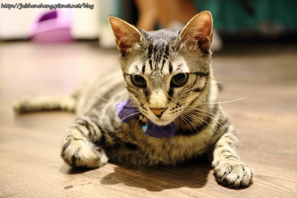 【食║桃園】南美村ㄚ狗ㄚ喵〜寵物友善餐廳。與毛小孩一起品嘗美食(已歇業)