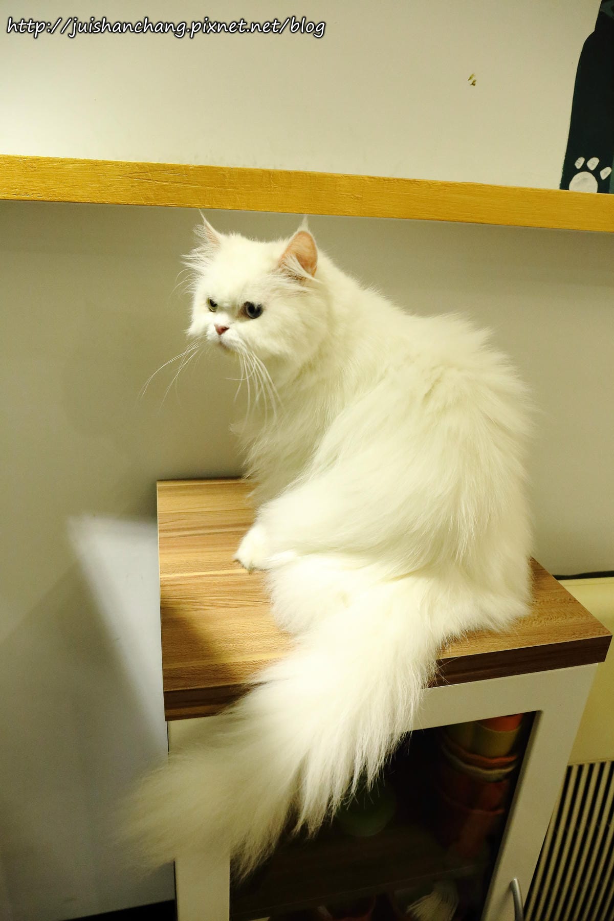 【食║桃園】南美村ㄚ狗ㄚ喵〜寵物友善餐廳。與毛小孩一起品嘗美食(已歇業)