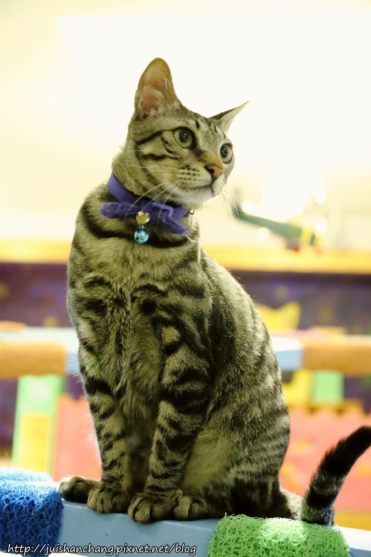 【食║桃園】南美村ㄚ狗ㄚ喵〜寵物友善餐廳。與毛小孩一起品嘗美食(已歇業)