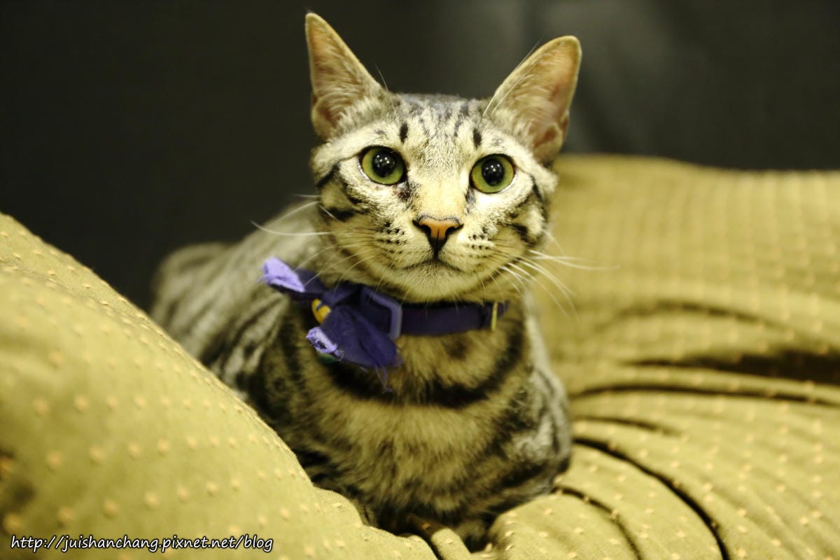 【食║桃園】南美村ㄚ狗ㄚ喵〜寵物友善餐廳。與毛小孩一起品嘗美食(已歇業)