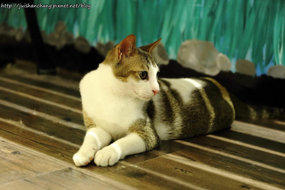 【食║桃園】南美村ㄚ狗ㄚ喵〜寵物友善餐廳。與毛小孩一起品嘗美食(已歇業)