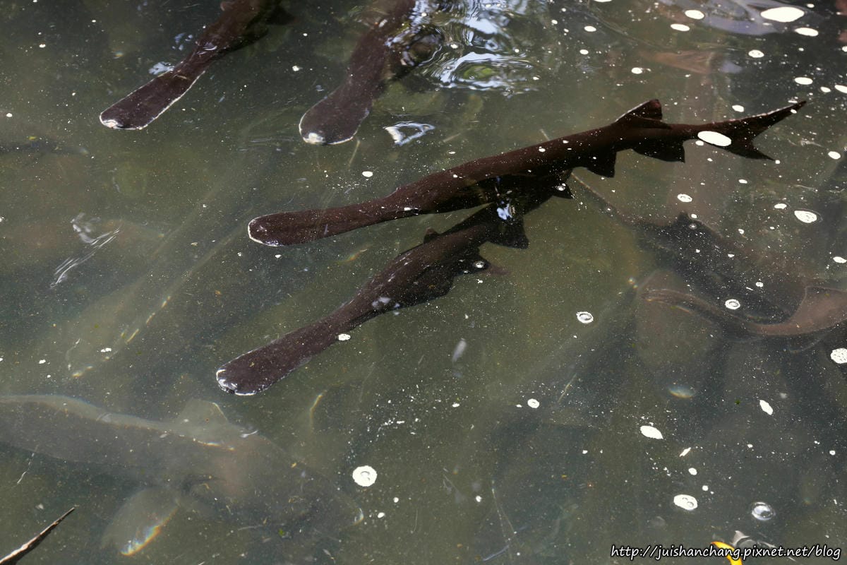 【食║彰化】沙里仙鱘龍魚餐廳〜美味鱘龍魚大餐。鱘龍魚好幾吃，全身都是寶！