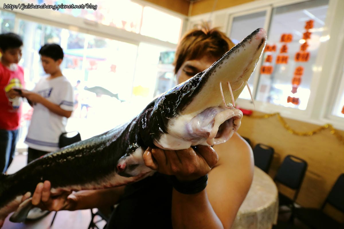 【食║彰化】沙里仙鱘龍魚餐廳〜美味鱘龍魚大餐。鱘龍魚好幾吃，全身都是寶！