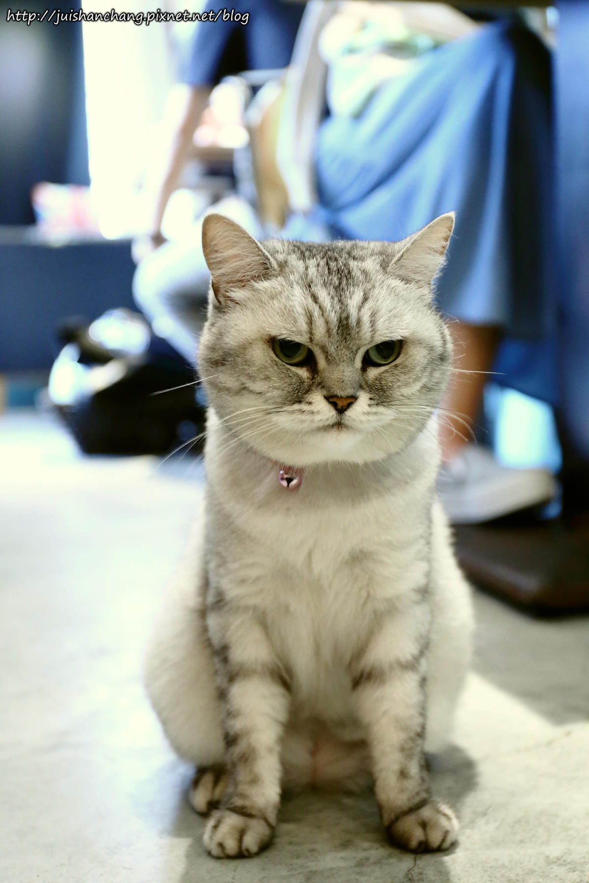 【食║台北】MinouMinou貓咪餐廳〜公館商圈裡美味早午餐。 貓奴淚推「太讚！」