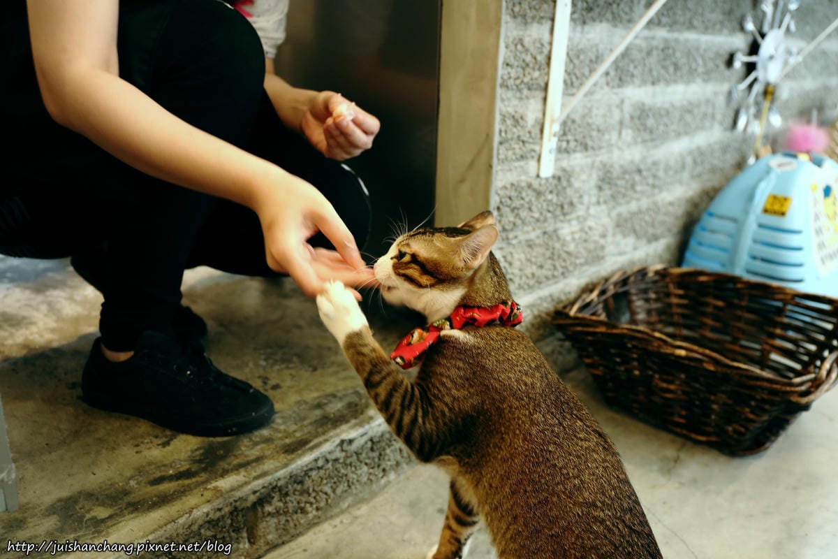 【食║台北】MinouMinou貓咪餐廳〜公館商圈裡美味早午餐。 貓奴淚推「太讚！」