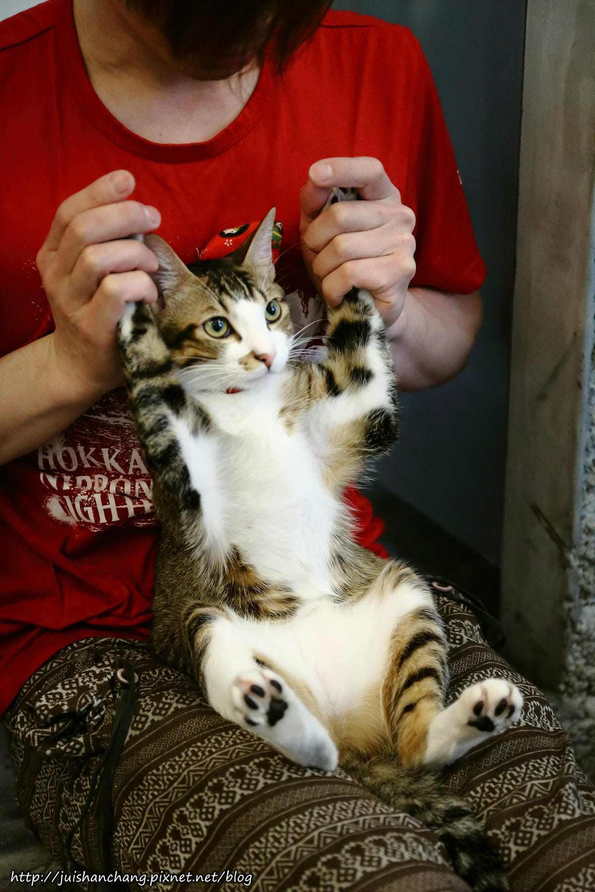 【食║台北】MinouMinou貓咪餐廳〜公館商圈裡美味早午餐。 貓奴淚推「太讚！」