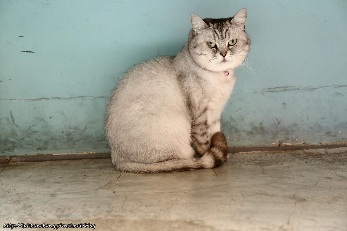 【食║台北】MinouMinou貓咪餐廳〜公館商圈裡美味早午餐。 貓奴淚推「太讚！」