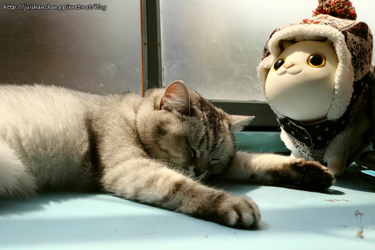 【食║台北】MinouMinou貓咪餐廳〜公館商圈裡美味早午餐。 貓奴淚推「太讚！」