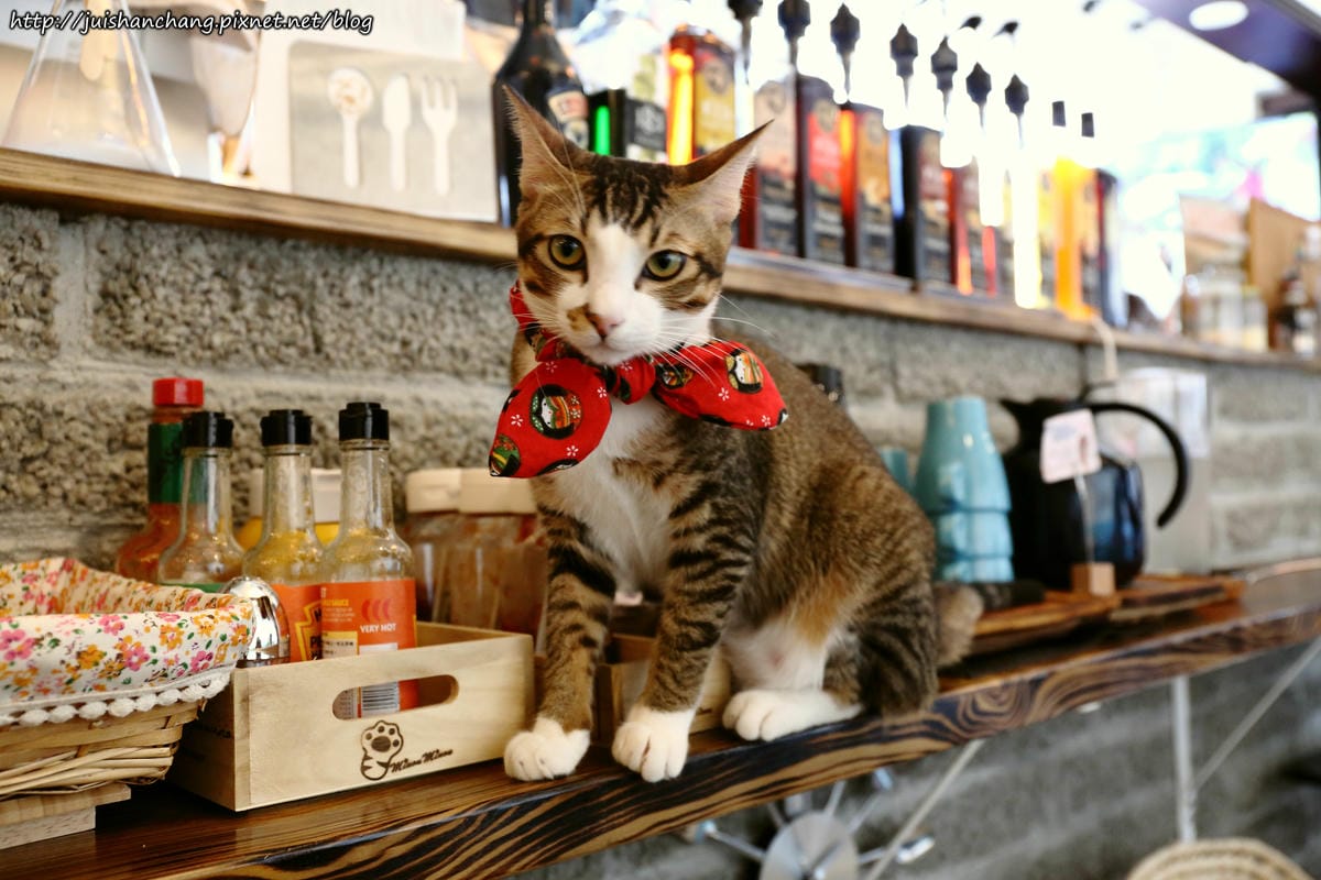 【食║台北】MinouMinou貓咪餐廳〜公館商圈裡美味早午餐。 貓奴淚推「太讚！」