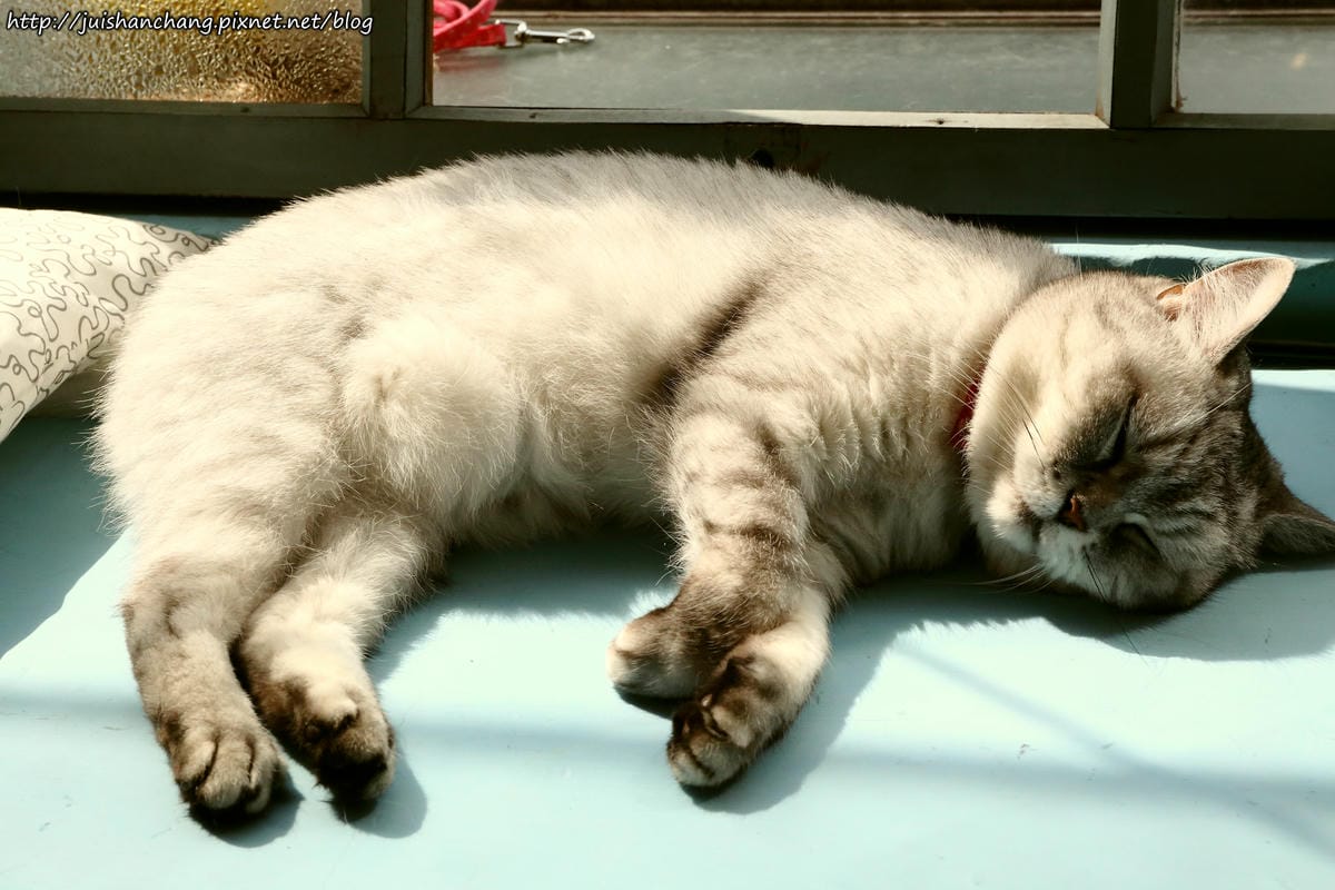 【食║台北】MinouMinou貓咪餐廳〜公館商圈裡美味早午餐。 貓奴淚推「太讚！」