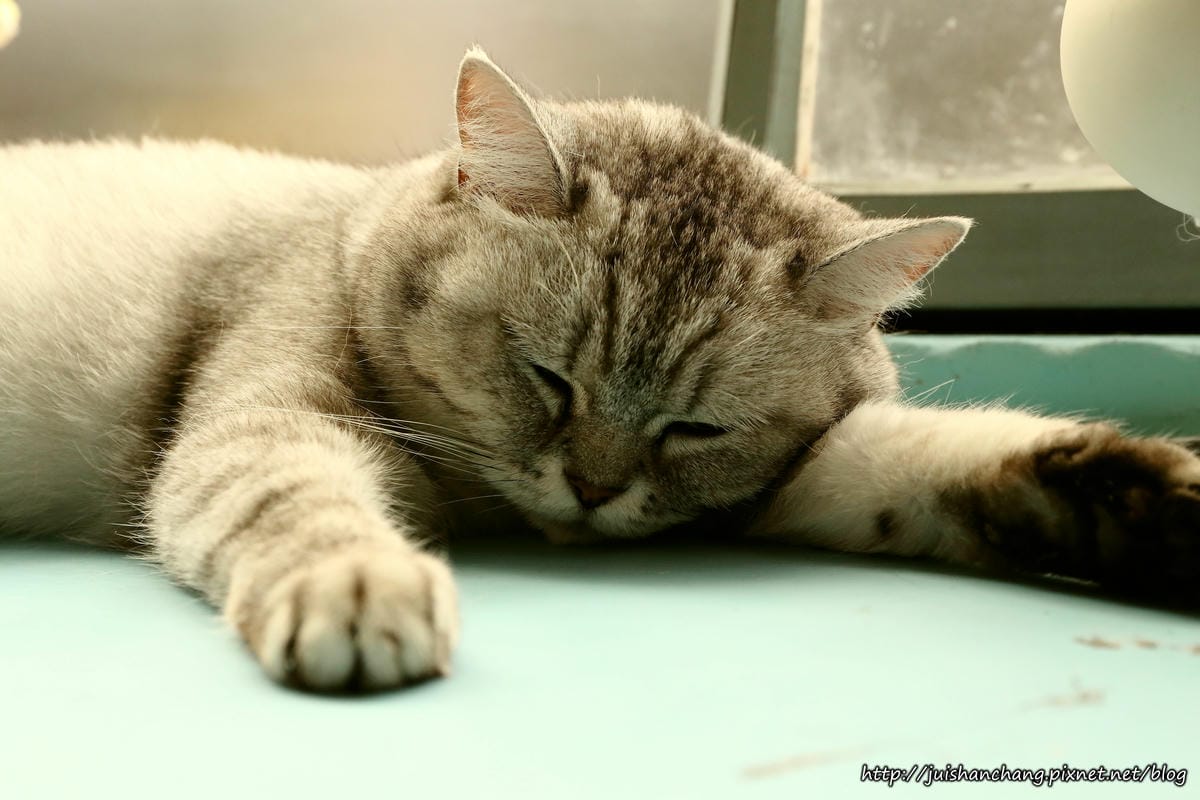 【食║台北】MinouMinou貓咪餐廳〜公館商圈裡美味早午餐。 貓奴淚推「太讚！」