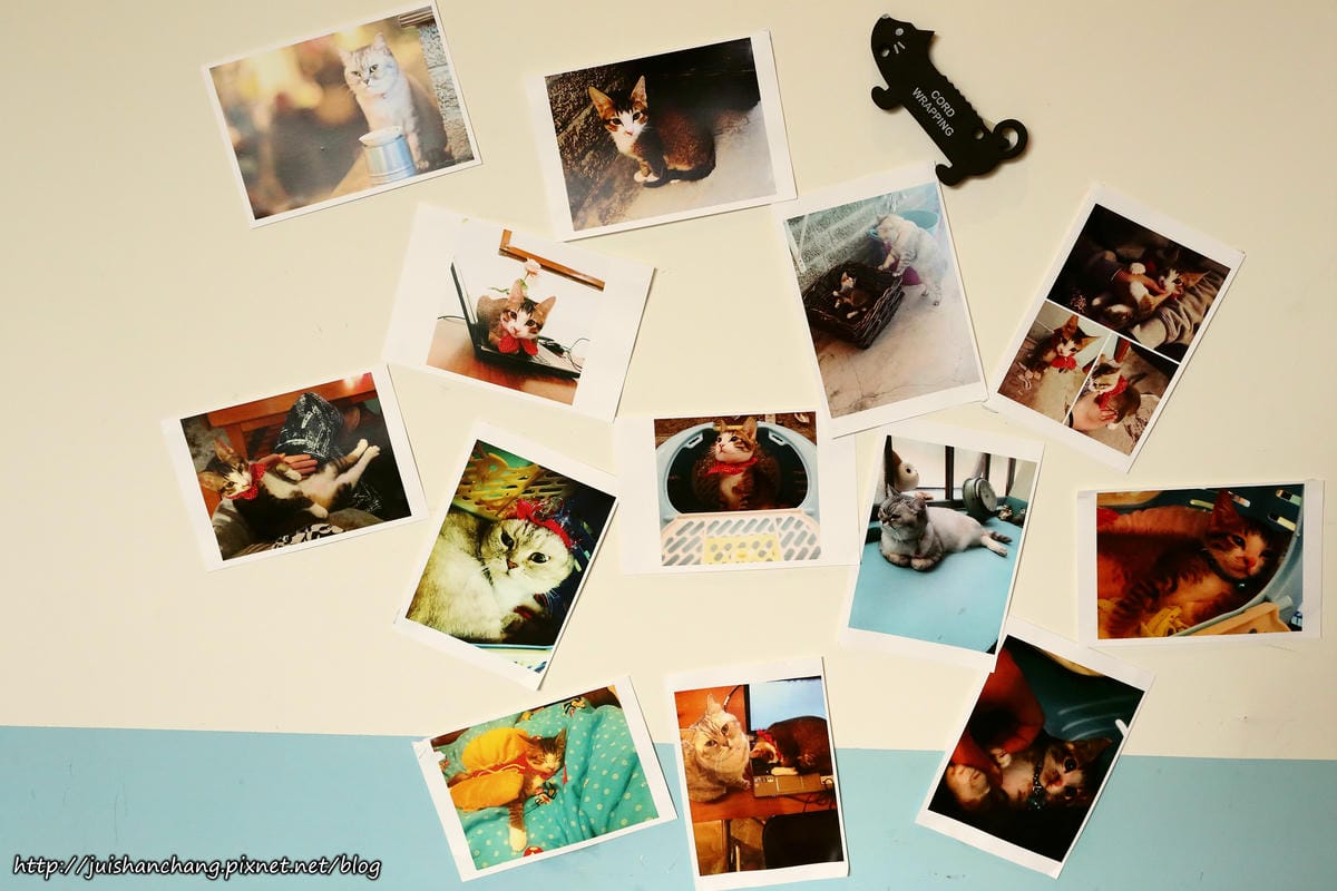 【食║台北】MinouMinou貓咪餐廳〜公館商圈裡美味早午餐。 貓奴淚推「太讚！」