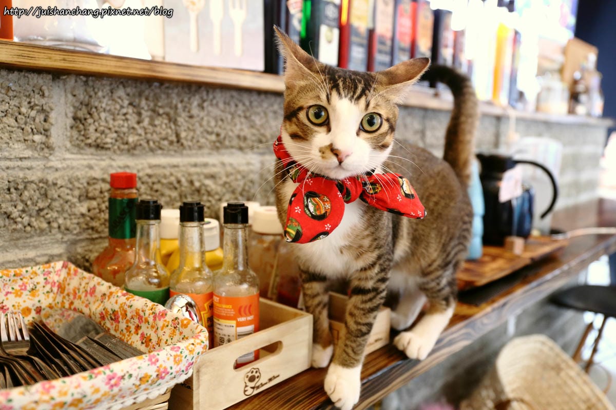 【食║台北】MinouMinou貓咪餐廳〜公館商圈裡美味早午餐。 貓奴淚推「太讚！」