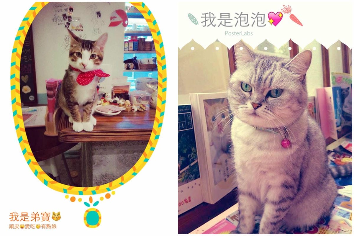 【食║台北】MinouMinou貓咪餐廳〜公館商圈裡美味早午餐。 貓奴淚推「太讚！」