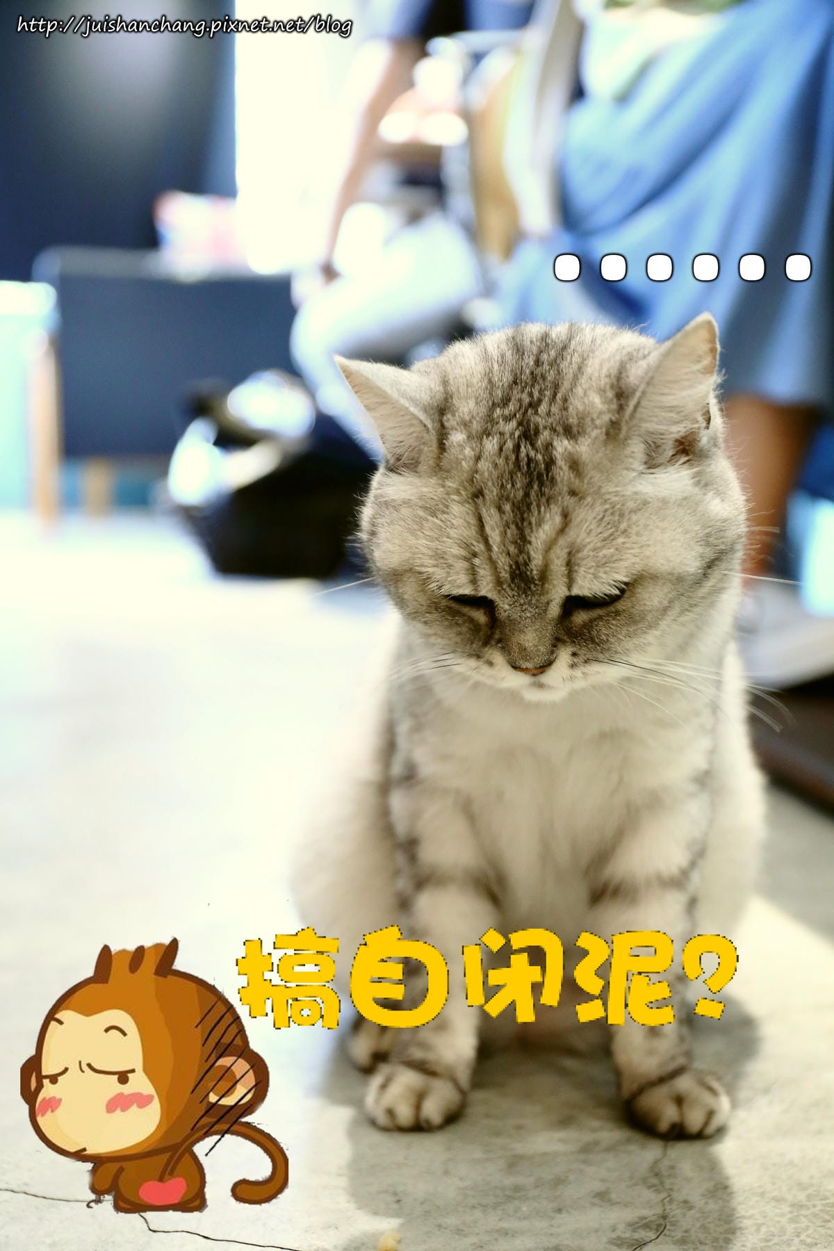 【食║台北】MinouMinou貓咪餐廳〜公館商圈裡美味早午餐。 貓奴淚推「太讚！」