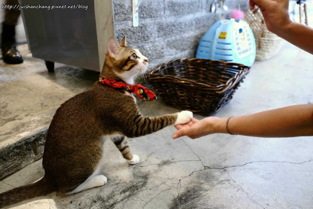 【食║台北】MinouMinou貓咪餐廳〜公館商圈裡美味早午餐。 貓奴淚推「太讚！」