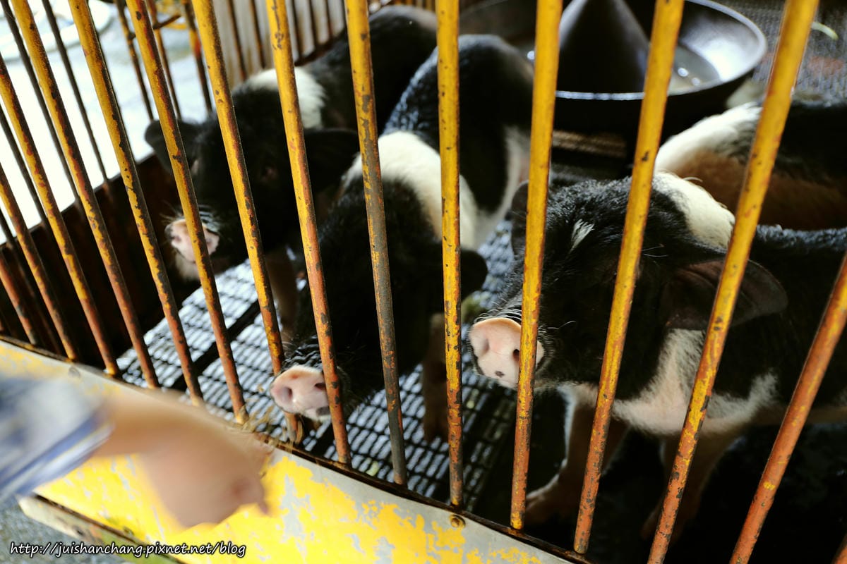 【遊║宜蘭】廣興農場。鴨母寮豬哥窟～撩起褲管，摸蜆兼洗褲，一起下鄉趣吧！