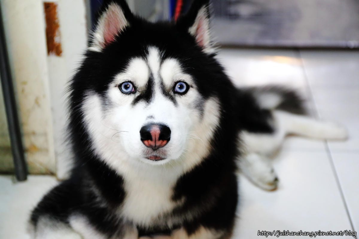 【台中。西屯區】波拉髮型設計～變髮日誌。忙翻天的媽媽也可以輕鬆變時尚喔，光澤髮絲好驚豔…