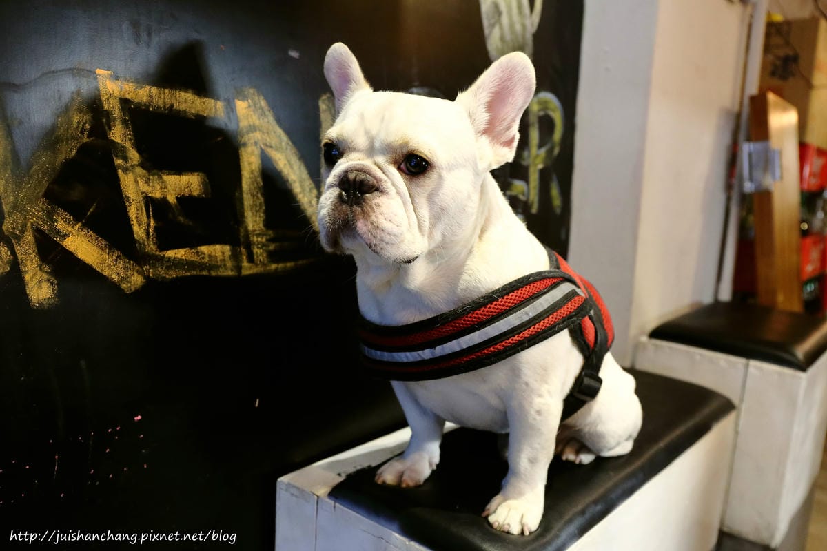 【食║台北大安區】胖東西廚房 CoolZi～國父紀念館巷弄內的隱藏版美食。法鬥犬『胖胖』開的餐廳！