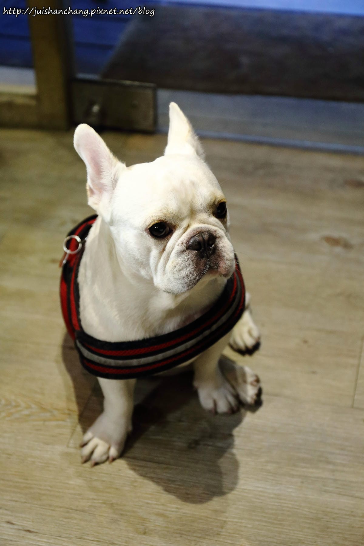 【食║台北大安區】胖東西廚房 CoolZi～國父紀念館巷弄內的隱藏版美食。法鬥犬『胖胖』開的餐廳！