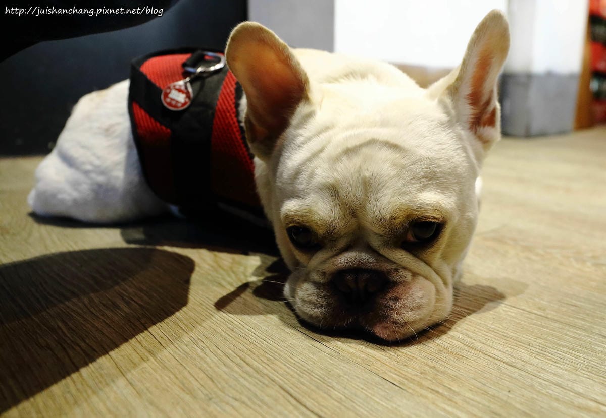 【食║台北大安區】胖東西廚房 CoolZi～國父紀念館巷弄內的隱藏版美食。法鬥犬『胖胖』開的餐廳！