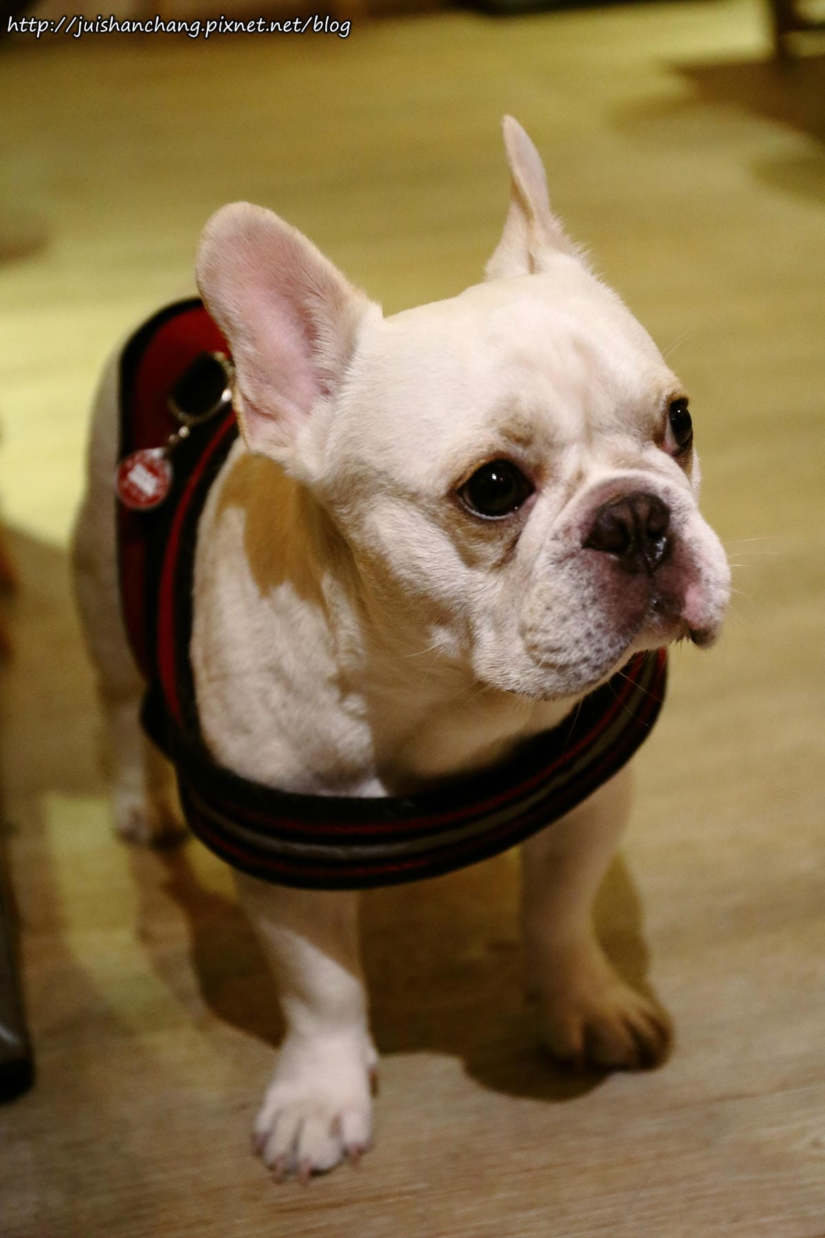 【食║台北大安區】胖東西廚房 CoolZi～國父紀念館巷弄內的隱藏版美食。法鬥犬『胖胖』開的餐廳！