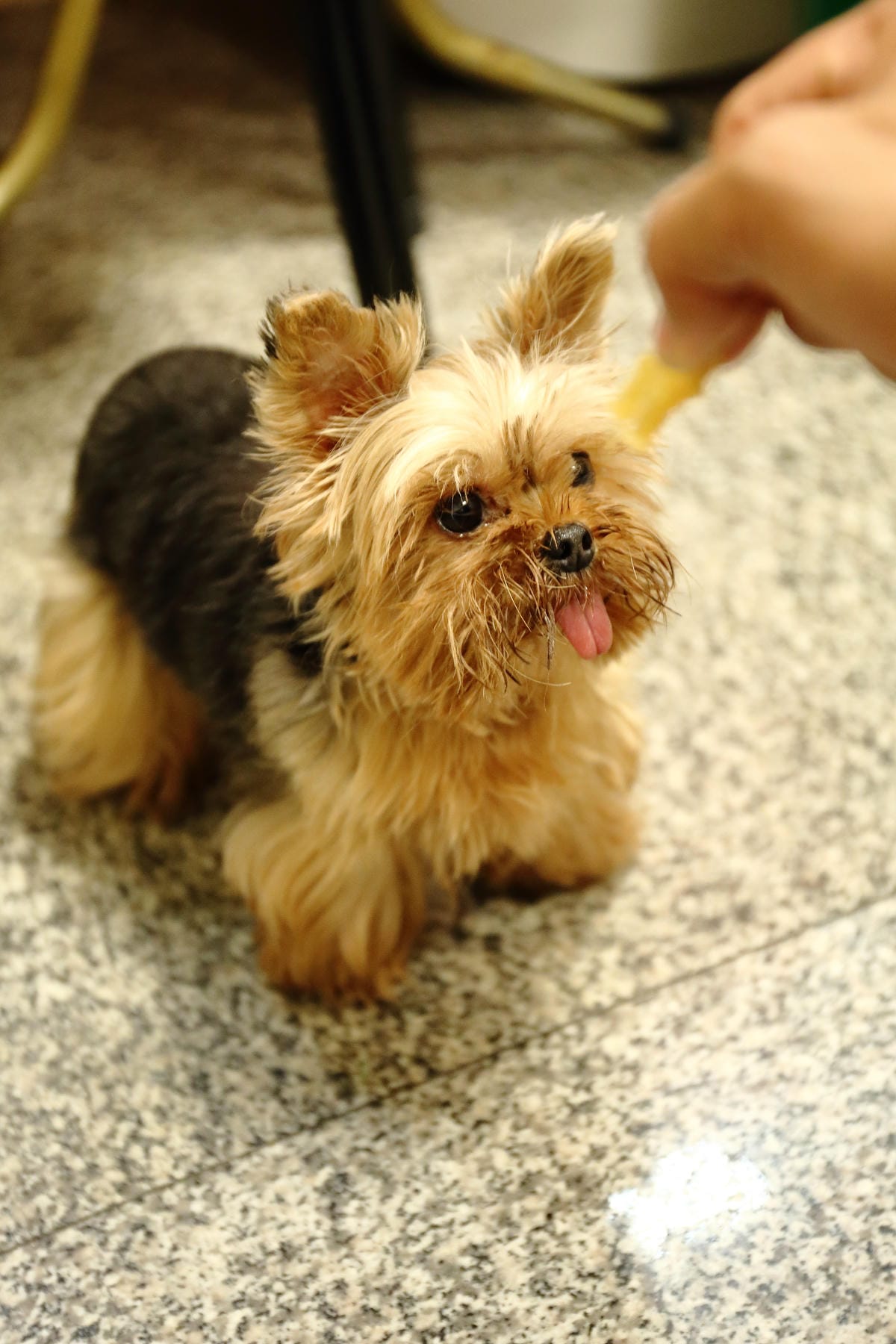 【食║永和】歪頭廚房～奔跑吧！毛寶貝！帶著狗狗一起吃飯/寵物友善餐廳