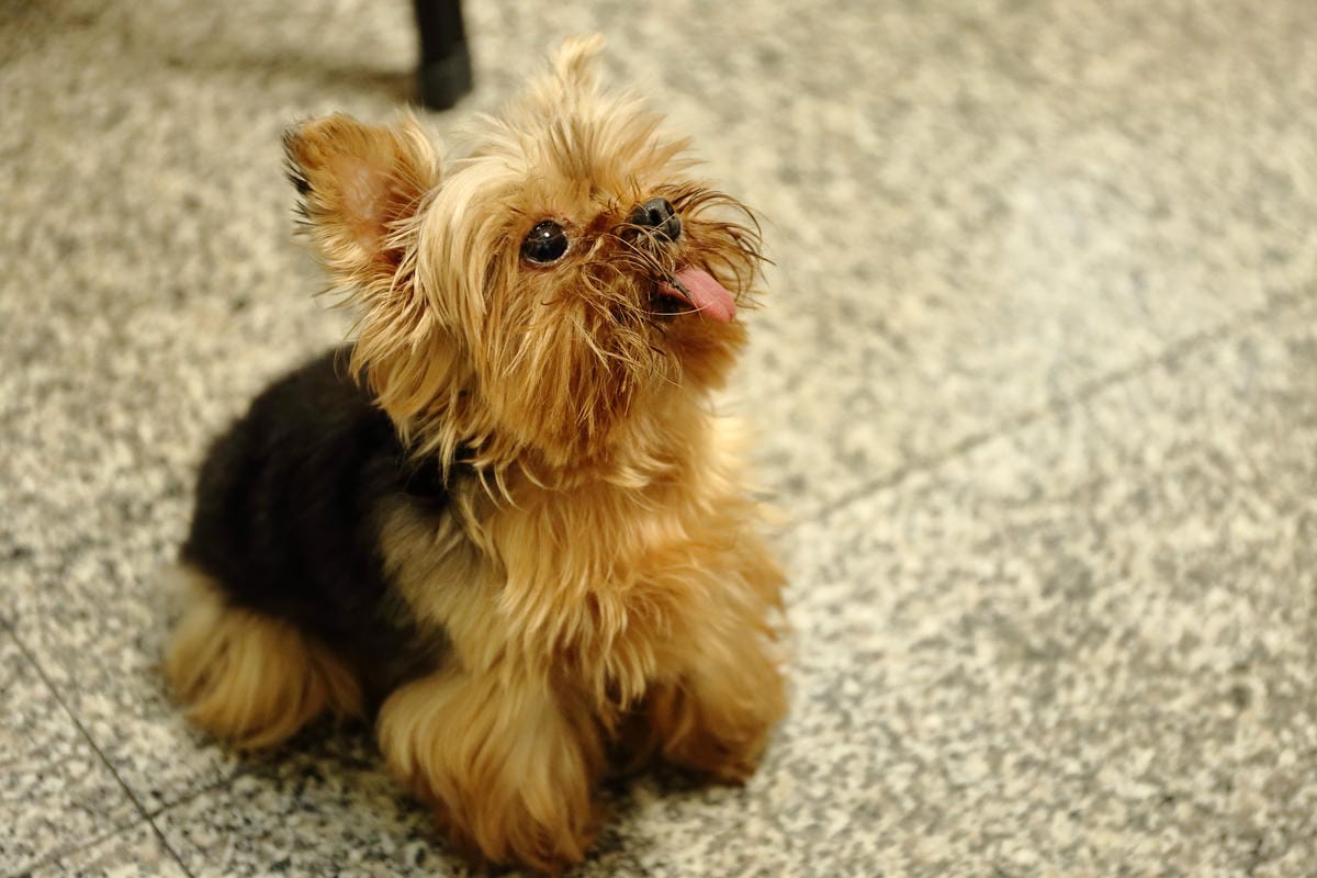 【食║永和】歪頭廚房～奔跑吧！毛寶貝！帶著狗狗一起吃飯/寵物友善餐廳