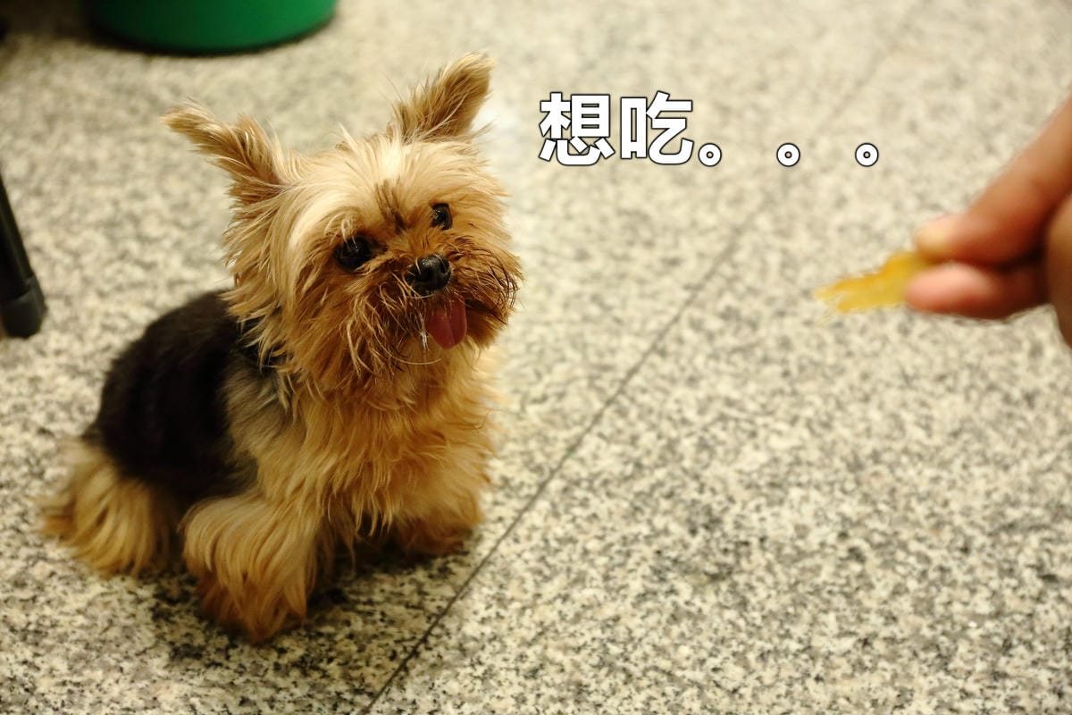 【食║永和】歪頭廚房～奔跑吧！毛寶貝！帶著狗狗一起吃飯/寵物友善餐廳