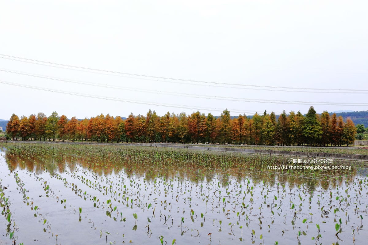 【遊║桃園+台中】落羽松森林～冬季必訪。落羽松秘境你去過幾處？