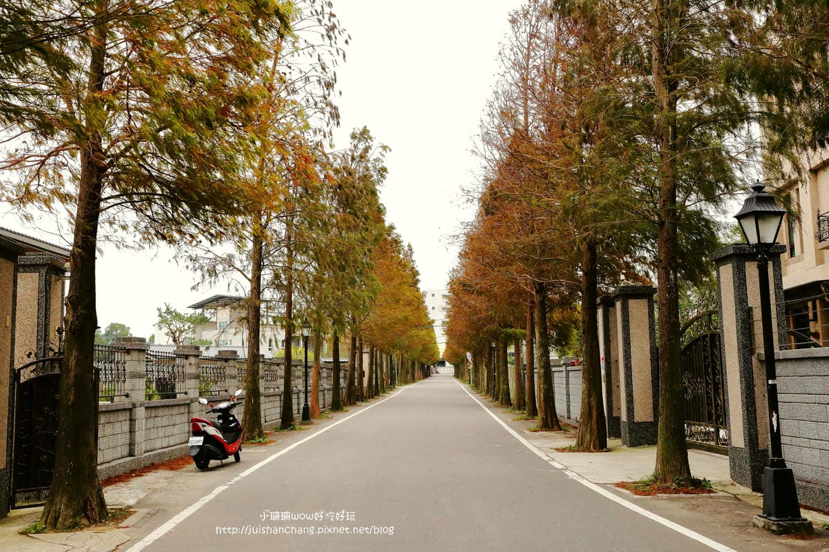 【遊║桃園+台中】落羽松森林～冬季必訪。落羽松秘境你去過幾處？