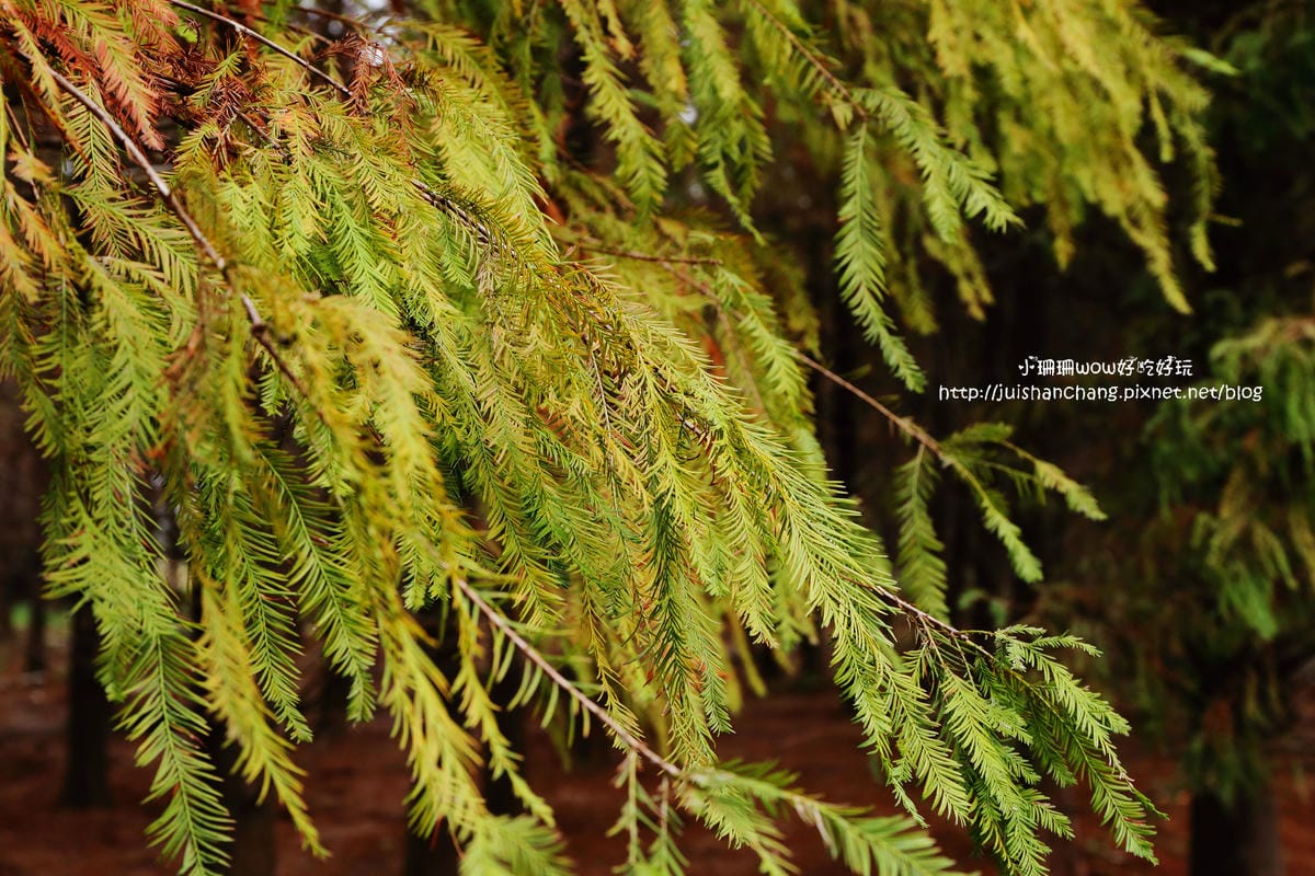【遊║桃園+台中】落羽松森林～冬季必訪。落羽松秘境你去過幾處？