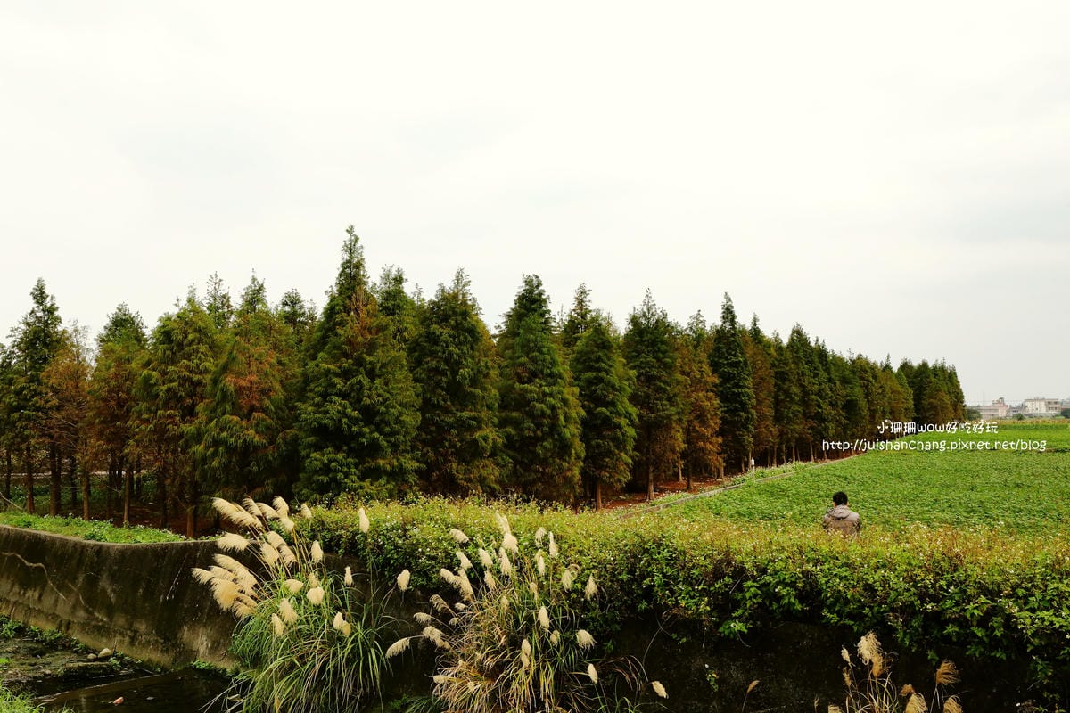 【遊║桃園+台中】落羽松森林～冬季必訪。落羽松秘境你去過幾處？