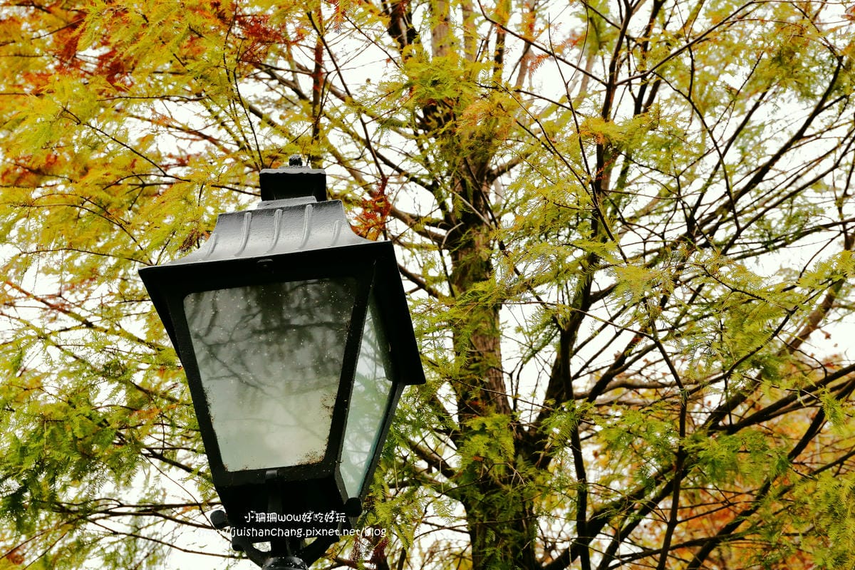 【遊║桃園+台中】落羽松森林～冬季必訪。落羽松秘境你去過幾處？