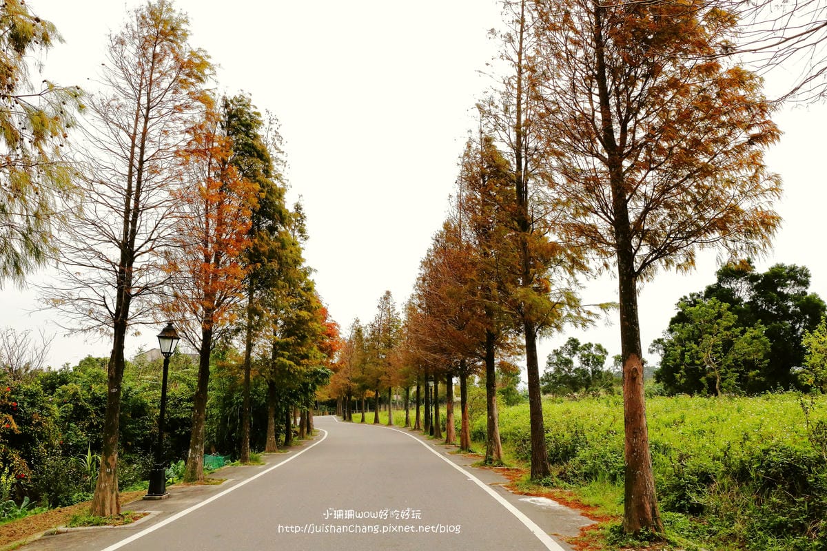 【遊║桃園+台中】落羽松森林～冬季必訪。落羽松秘境你去過幾處？