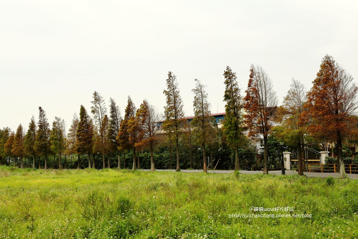 【遊║桃園+台中】落羽松森林～冬季必訪。落羽松秘境你去過幾處？