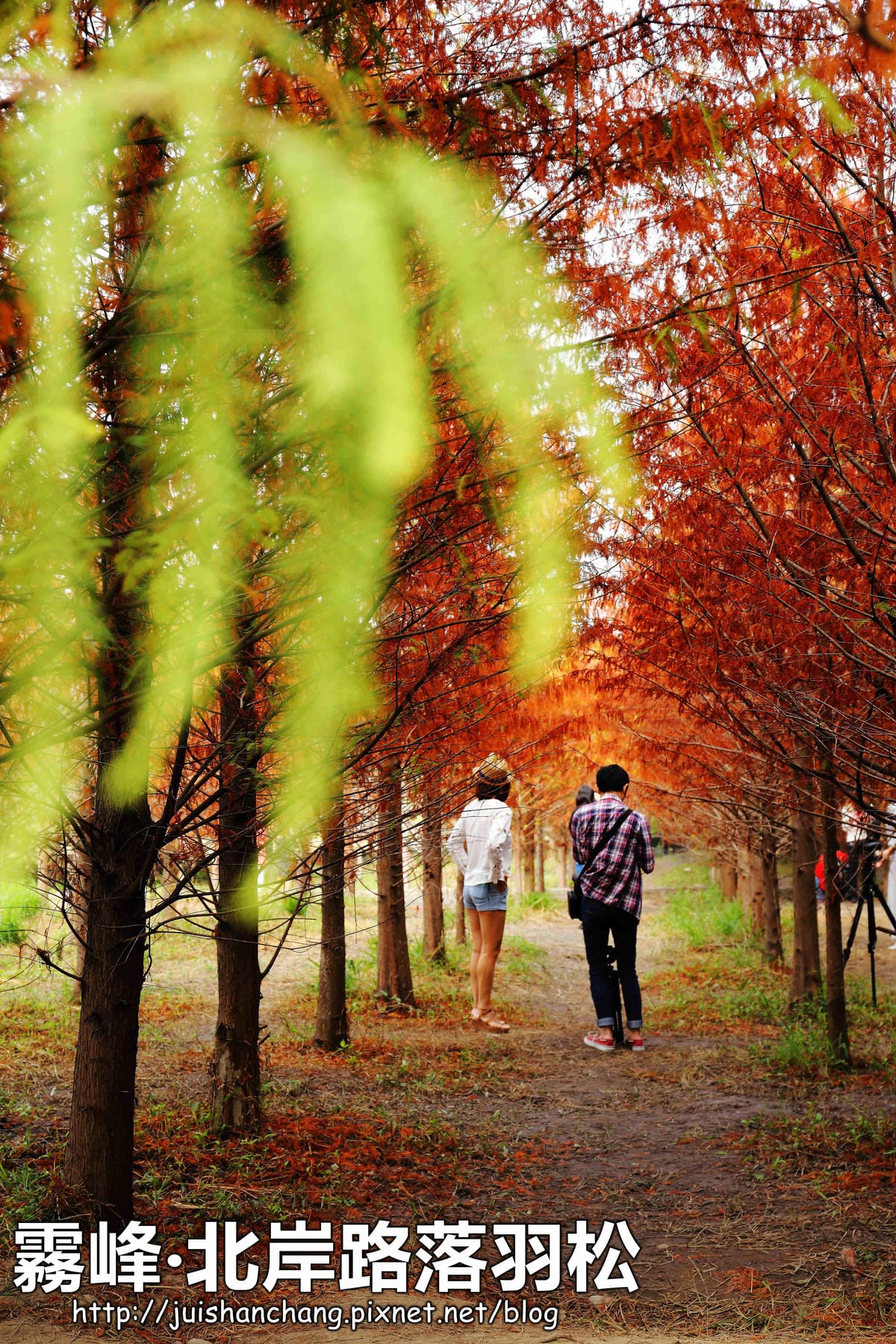【遊║桃園+台中】落羽松森林～冬季必訪。落羽松秘境你去過幾處？