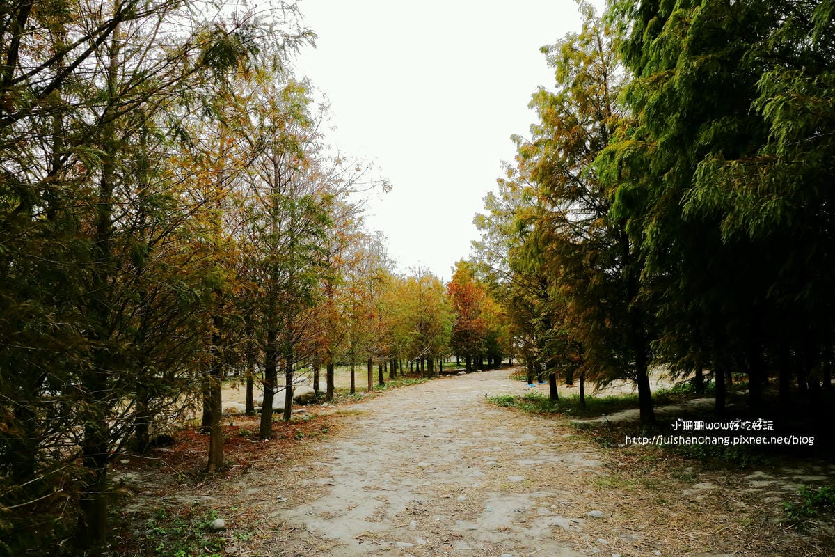 【遊║桃園+台中】落羽松森林～冬季必訪。落羽松秘境你去過幾處？