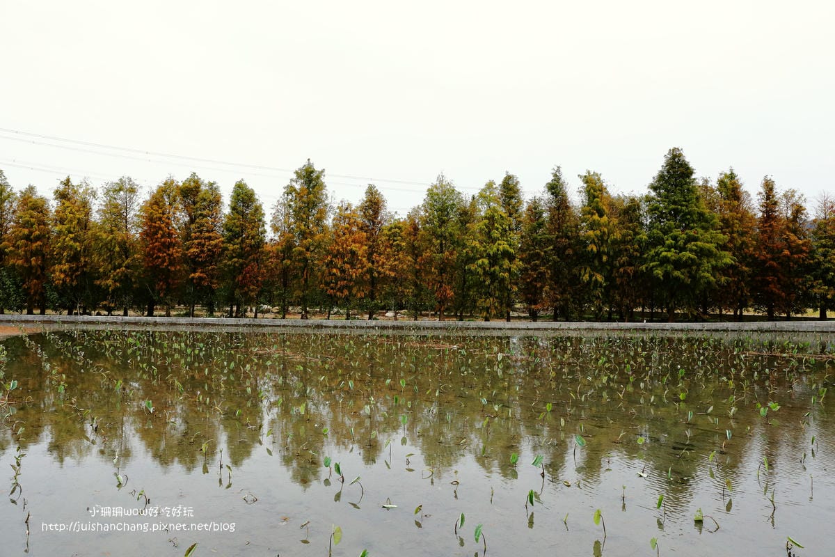 【遊║桃園+台中】落羽松森林～冬季必訪。落羽松秘境你去過幾處？
