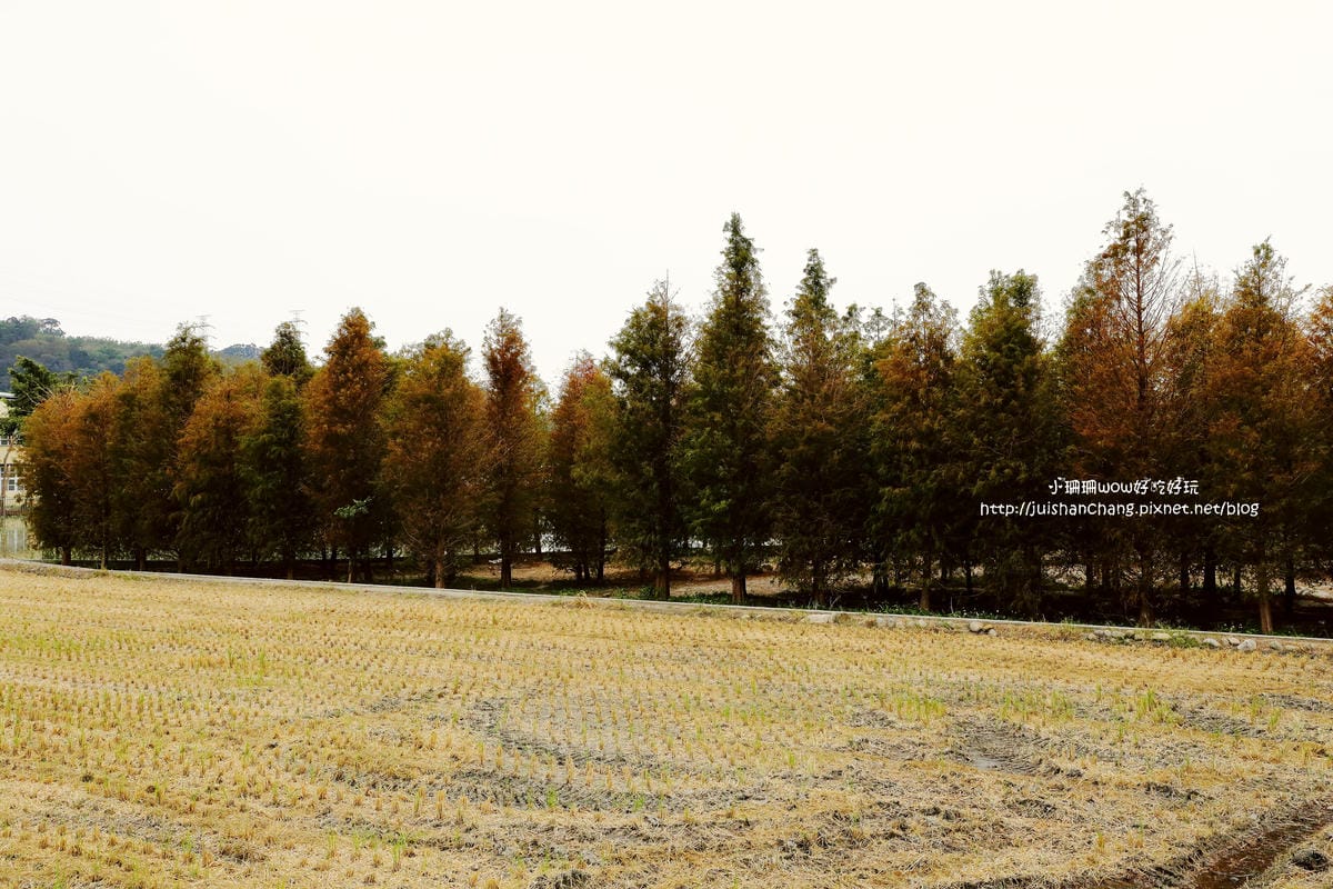 【遊║桃園+台中】落羽松森林～冬季必訪。落羽松秘境你去過幾處？