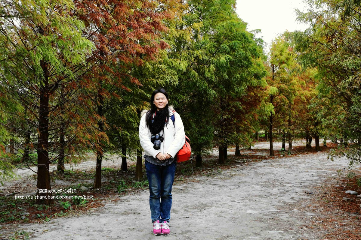 【遊║桃園+台中】落羽松森林～冬季必訪。落羽松秘境你去過幾處？